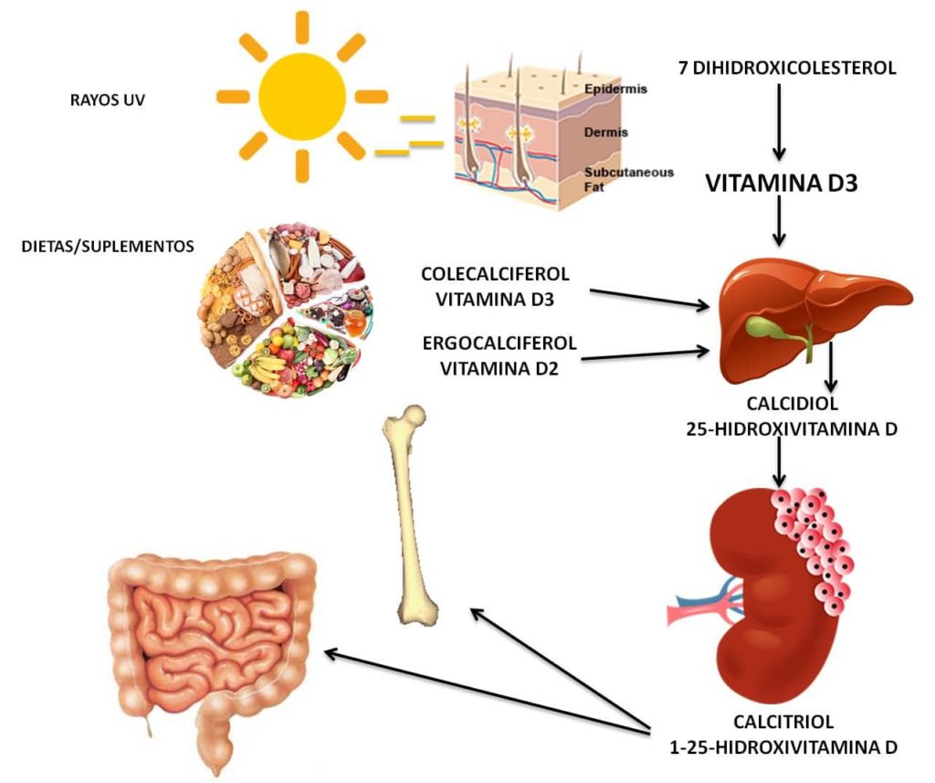 Vitamina D Modulador Del Sistema Inmune Cliera 7972